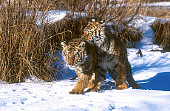 TGR 01 RK0137 03
Bengal Tigers