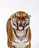 TGR 01 RK0199 09
Close Up Shoulder Shot Of Bengal Tiger Standing Facing Camera Growling On White Seamless