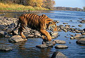 TGR 01 RK0232 03
Bengal Tiger Walking On Top Of Rocks In Water Trees Background