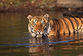 TGR 01 RK0236 02
Bengal Tiger Wading In River Up To Shoulders