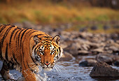 TGR 01 RK0253 04
Bengal Tiger Wading In Stream