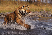 TGR 01 RK0255 13
Bengal Tiger Jumping And Splashing In Water Tall Grass Background
