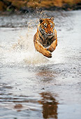 TGR 01 RK0259 28
Bengal Tiger Running Towards Camera Through Water Overcast