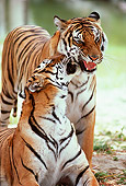 TGR 01 RK0277 04
Two Bengal Tigers Facing Camera