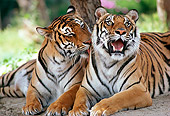 TGR 01 RK0278 34
Two Bengal Tigers Cleaning Each Other