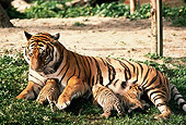TGR 01 RK0288 03
Three Bengal Tiger Cubs Nursing On Grass