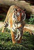 TGR 01 RK0290 05
Bengal Tiger Walking Towards Camera With Cub In Mouth