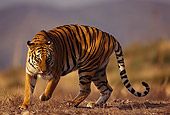 TGR 01 RK0303 12
Bengal Tiger Running Towards Camera