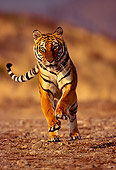 TGR 01 RK0303 21
Bengal Tiger Running Towards Camera