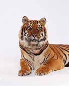 TGR 01 RK0327 01
Shoulder Shot Of Bengal Tiger Laying And Facing Camera On White Seamless