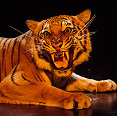 TGR 01 RK0354 25
Shoulder Shot Of Tiger Laying On Floor Snarling At Camera Studio