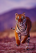 TGR 01 RK0358 08
Bengal Tiger Running On Dirt Towards Camera