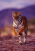 TGR 01 RK0358 13
Bengal Tiger Running On Dirt Towards Camera