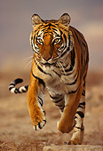 TGR 01 RK0386 07
Close Up Of Bengal Tiger Running Towards Camera