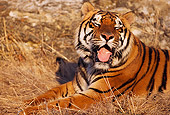 TGR 01 RK0392 01
Humorous Shoulder Shot Of Tiger Laying With Tongue Out By Dry Grass
