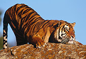 TGR 01 RK0400 05
Tiger Stretching On Rock Blue Sky