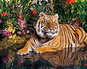 TGR 01 RK0444 23
Bengal Tiger.