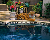 TGR 01 RK0458 06
Tiger Laying By Pool By Pot Of Flowers