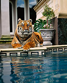 TGR 01 RK0460 07
Tiger Laying By Pool