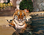 TGR 01 RK0462 01
Head Shot Of Tiger In Pool