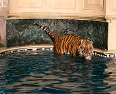 TGR 01 RK0464 25
Tiger Standing In Pool