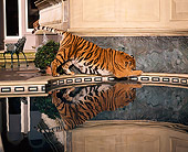 TGR 01 RK0466 01
Tiger Walking Around Edge Of Pool