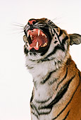 TGR 01 RK0467 08
Head Shot Of Bengal Tiger Growling Studio