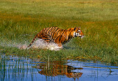 TGR 01 RK0496 10
Bengal Tiger Running In Marsh