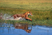 TGR 01 RK0496 12
Bengal Tiger Running In Marsh