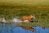 TGR 01 RK0496 32
Bengal Tiger Running In Marsh
