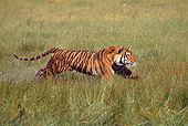 TGR 01 RK0496 46
Bengal Tiger Running In Marsh