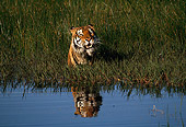 TGR 01 RK0499 17
Bengal Tiger Walking Through Water