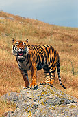 TGR 01 RK0517 02
Bengal Tiger Standing On Top Of Rock By Dry Grass