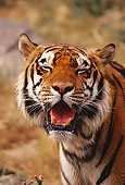 TGR 01 RK0519 02
Head Shot Of Bengal Tiger Panting