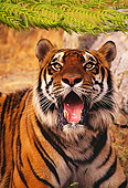 TGR 01 RK0520 01
Shoulder Shot Of Bengal Tiger Panting