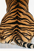 TGR 01 RK0528 01
Close Up Of Bengal Tiger Fur
