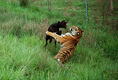 TGR 01 RK0558 04
Bengal Tiger And Black Dog Playing In Tall Grass