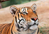 TGR 01 RK0568 06
Head Shot Of Bengal Tiger Laying On Dirt
