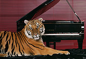 TGR 01 RK0594 08
Bengal Tiger Laying In Front Of Grand Piano Red Blinds Background