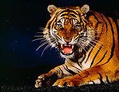 TGR 01 RK0600 01
Shoulder Shot Of Bengal Tiger Snarling At Camera Studio