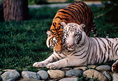 TGR 01 RK0671 02
Copper Bengal Tiger Nuzzling White Bengal Tiger