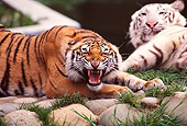 TGR 01 RK0680 01
Copper Tiger Growling With White Tiger In Background
