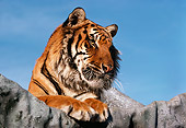 TGR 01 RK0712 08
Head Shot Of Tiger Laying On Top Of Rock Blue Sky