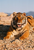 TGR 01 RK0768 01
Bengal Tiger Laying On Rocks Snarling Facing Camera