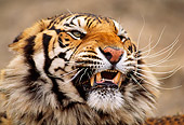 TGR 01 RW0002 01
Head Shot Of Bengal Tiger Growling