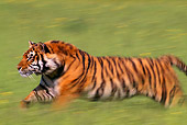 TGR 01 TL0001 01
Profile Shot Of Bengal Tiger Running On Grass
