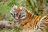 TGR 02 GL0001 01
Close-Up Of Siberian Tiger With Arctic Boar Kill