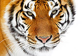 TGR 02 GL0002 01
Head Shot Of Siberian Tiger Standing On Snow
