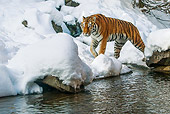 TGR 02 KH0017 01
Siberian Tiger Walking On Snow At Edge Of River