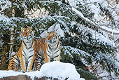 TGR 02 KH0018 01
Two Siberian Tigers On Snow Covered Rocks